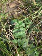 Imagem de Pimpinella saxifraga L.