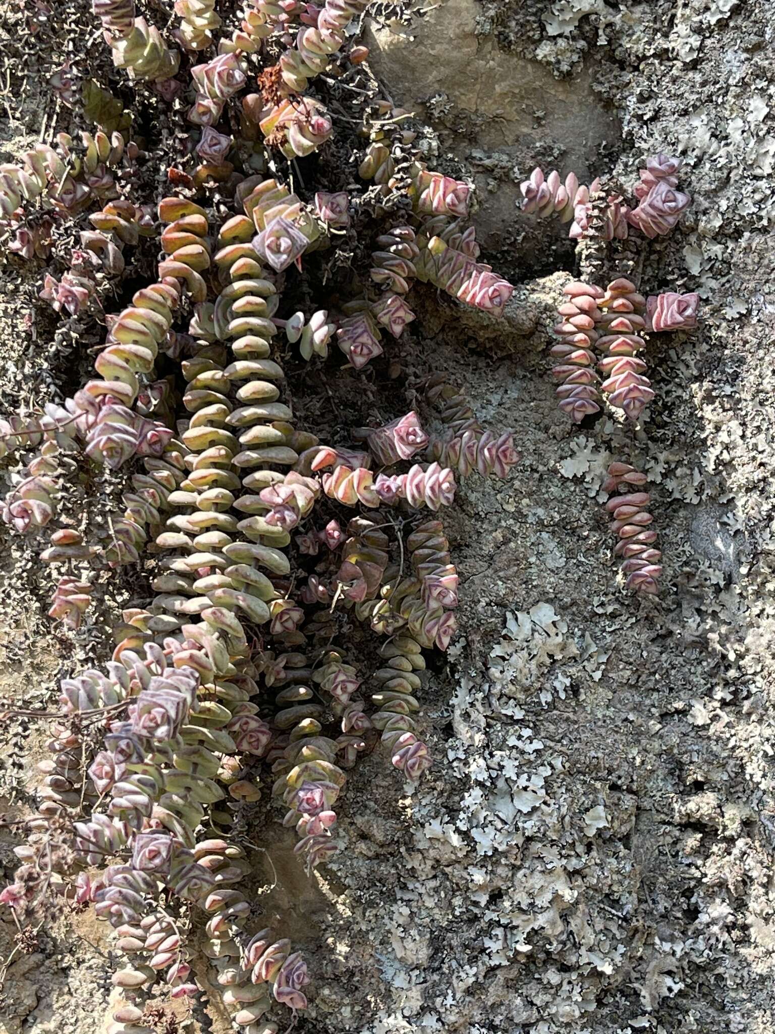 Image of Crassula rupestris subsp. marnierana (Huber & Jacobsen) Tölken