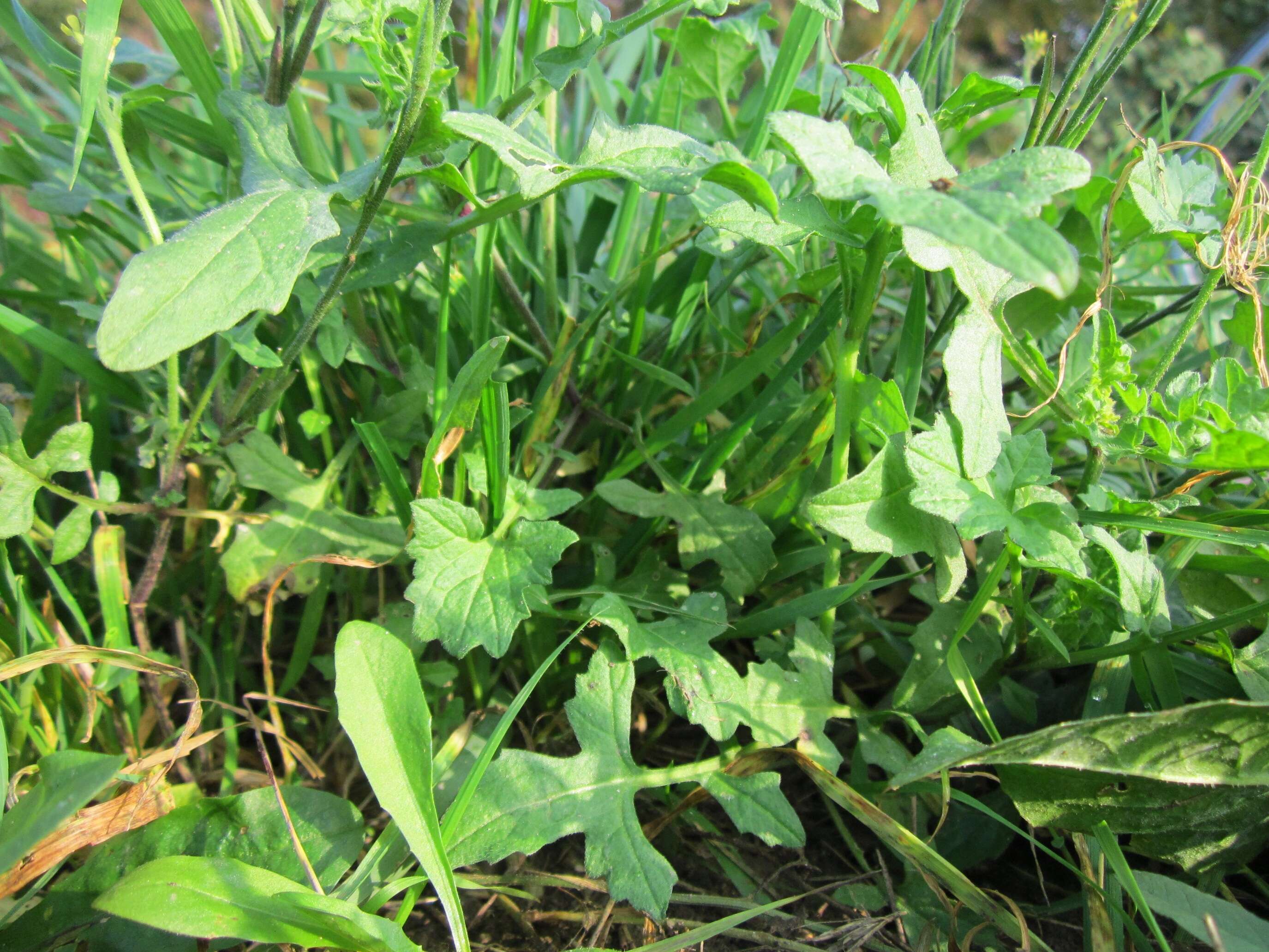 Imagem de Sisymbrium officinale (L.) Scop.