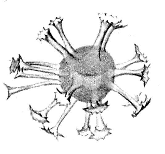 Image of alveolates