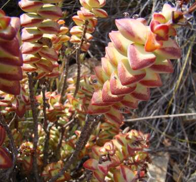 Image of Concertina plant