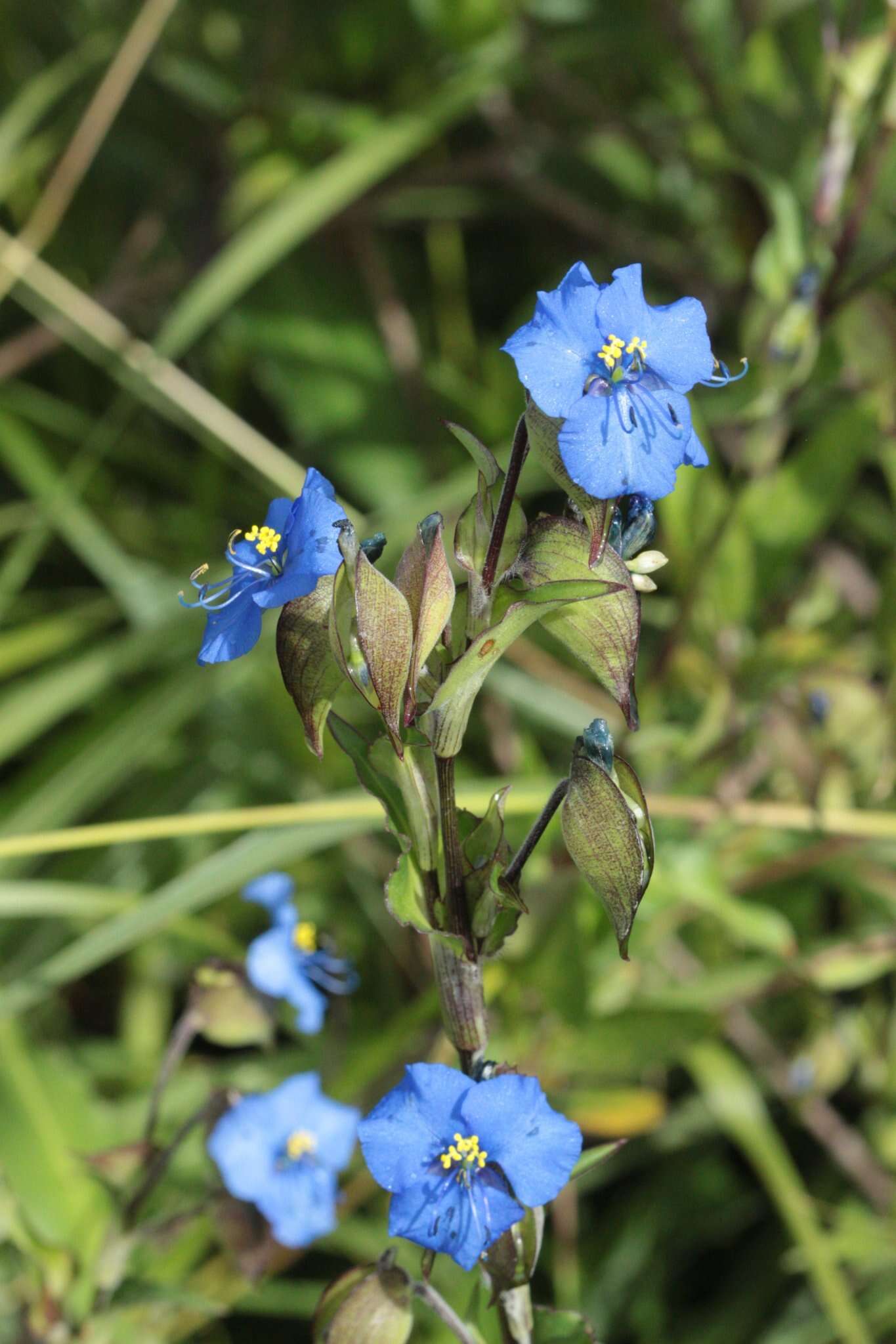 Image of commelina