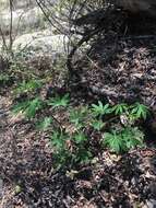 Image of Lupinus latifolius subsp. wigginsii (C. P. Sm.) P. Kenney & D. B. Dunn