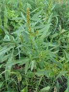 Rumex palustris Sm. resmi