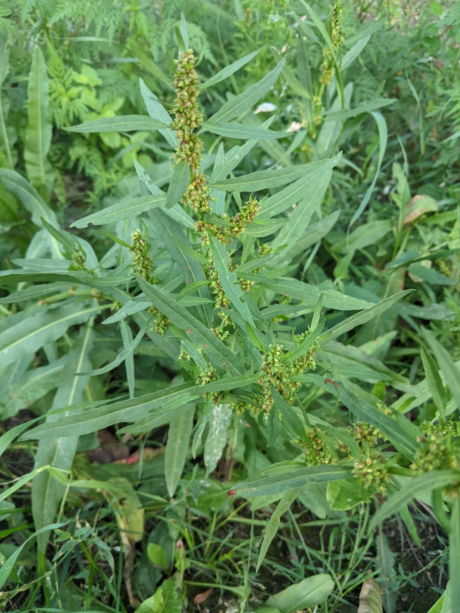 Rumex palustris Sm. resmi