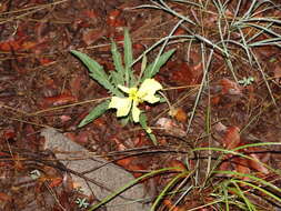 Plancia ëd Oenothera flava (A. Nels.) Garrett