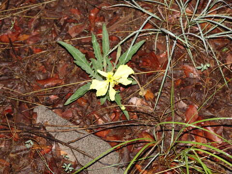 Plancia ëd Oenothera flava (A. Nels.) Garrett