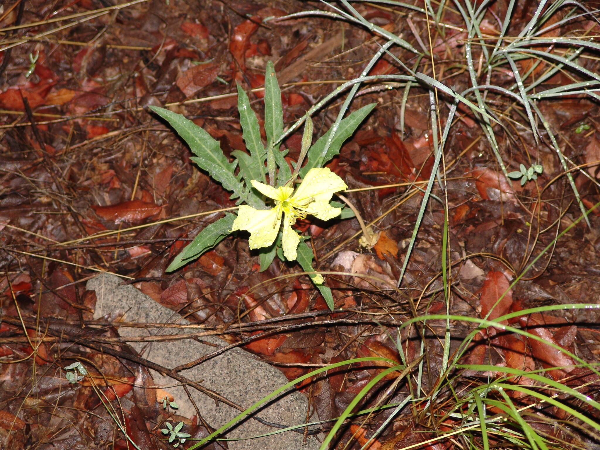 Plancia ëd Oenothera flava (A. Nels.) Garrett