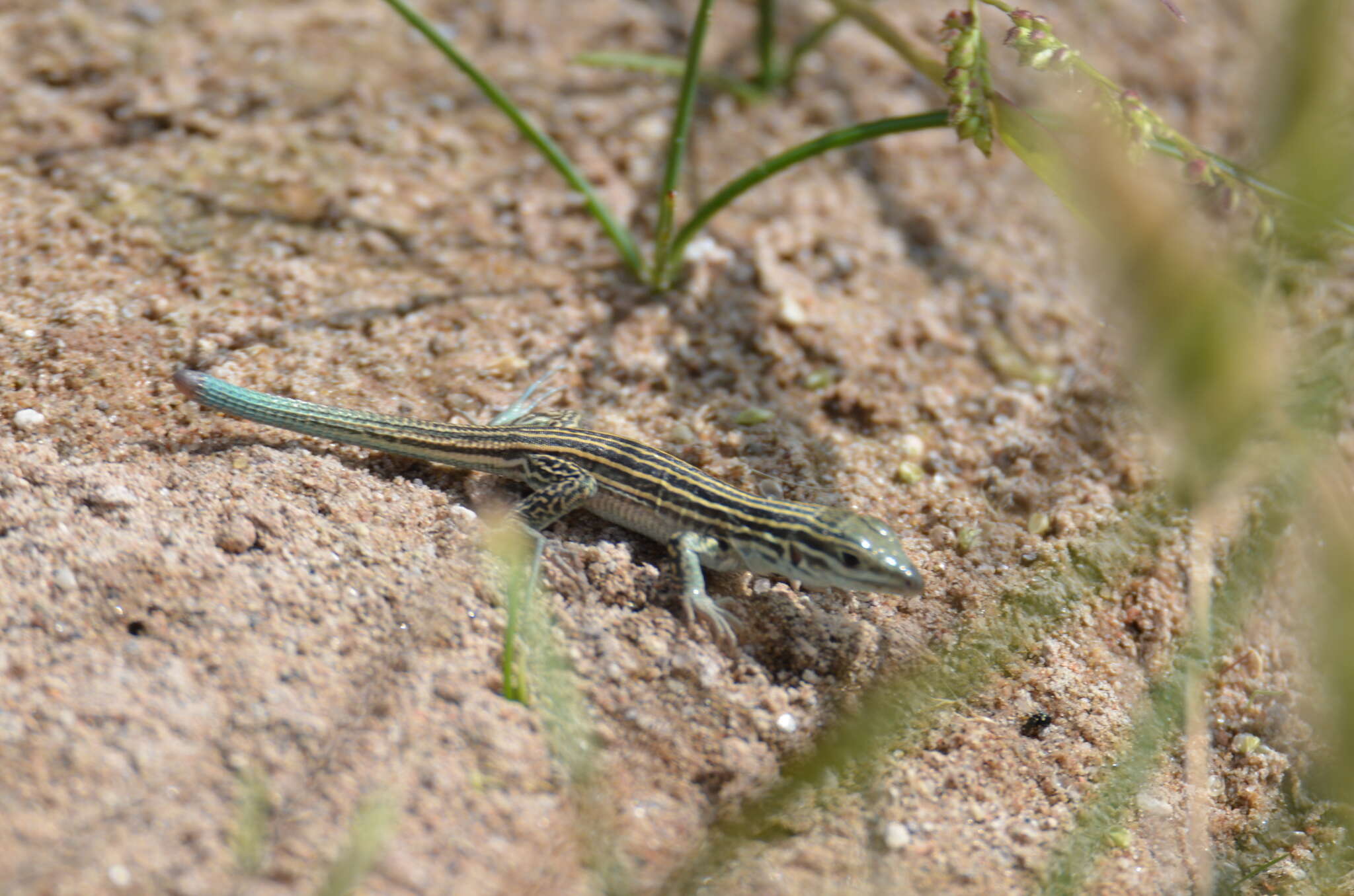 Image of New Mexico whiptail