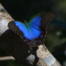 Imagem de Papilio montrouzieri Boisduval 1859