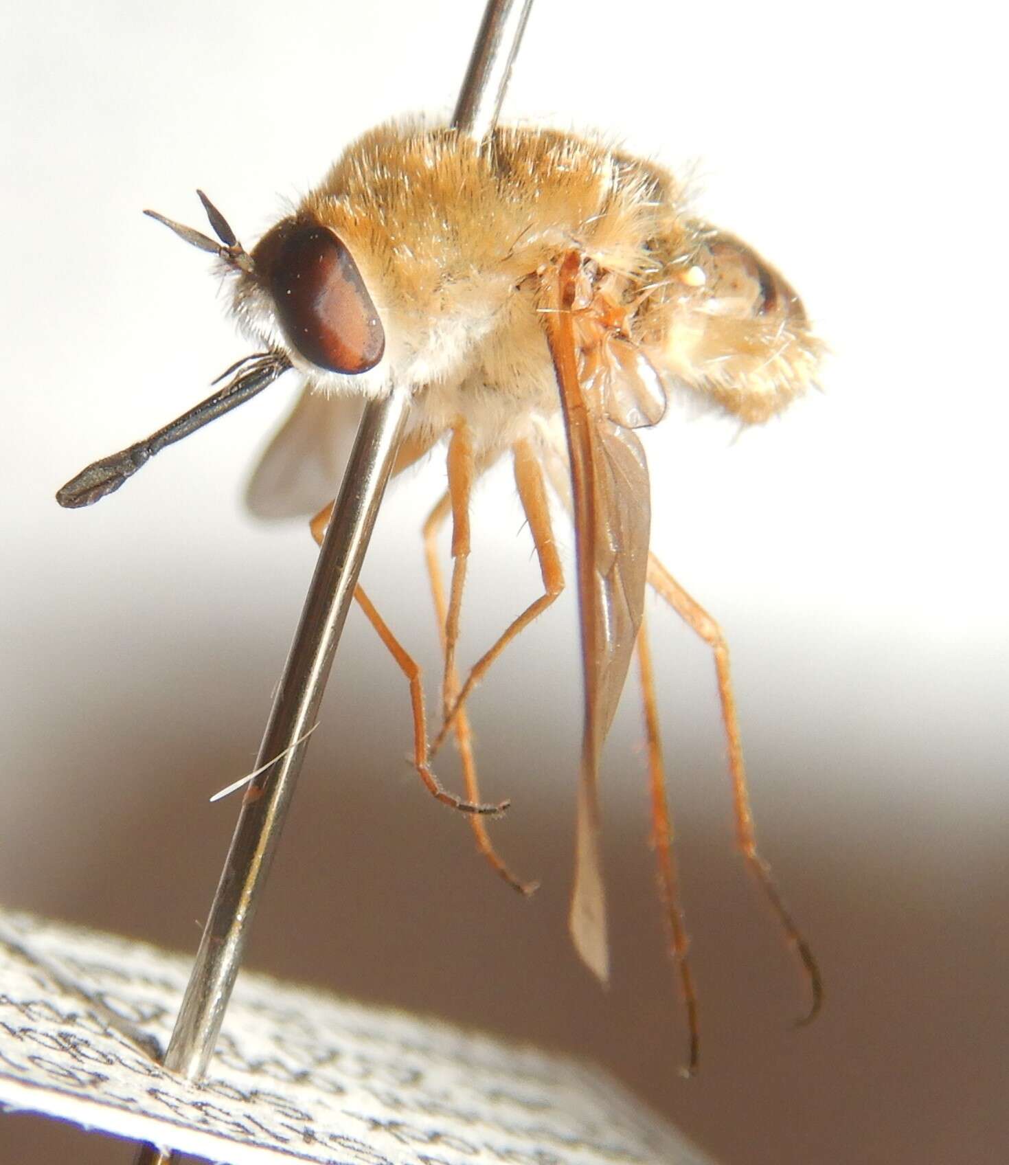 Image of Lambkinomyia cinctiventris (Roberts 1928)