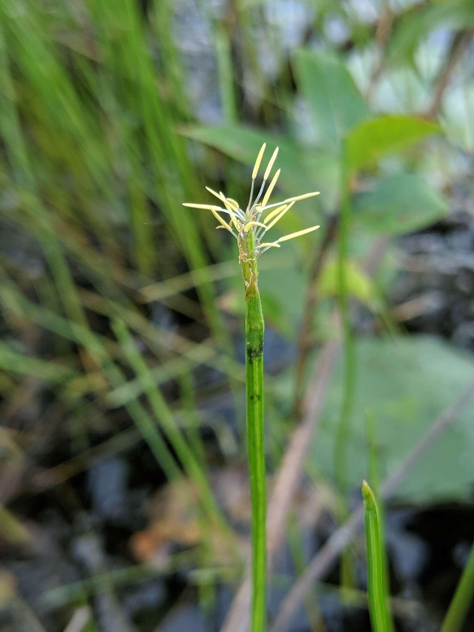 Image of Robbins' Spike-Rush