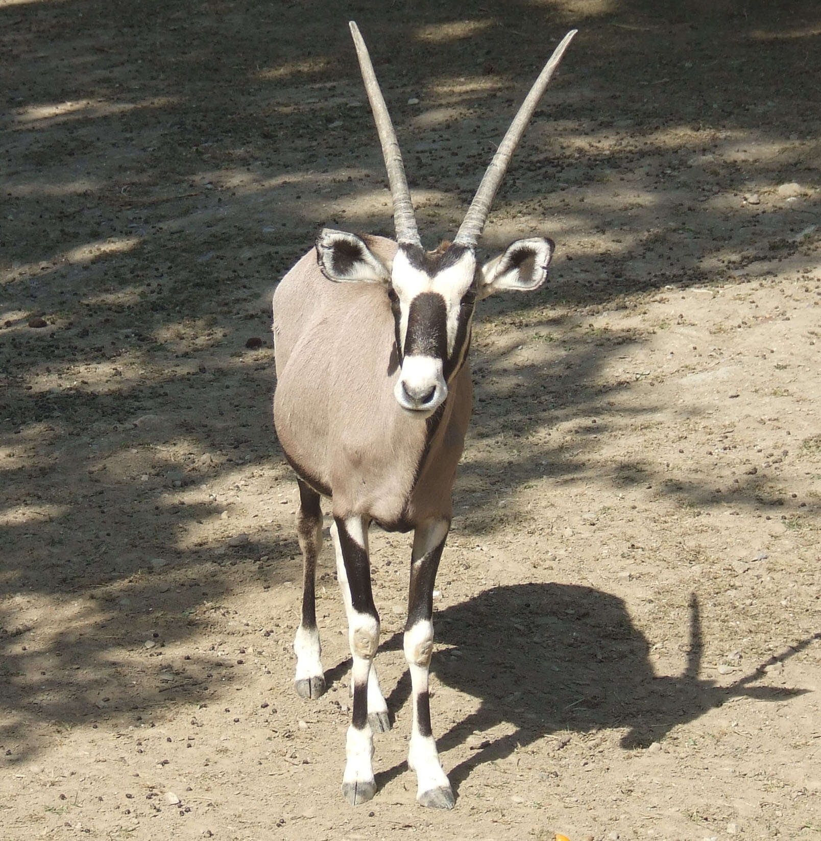 Image of Gemsbok