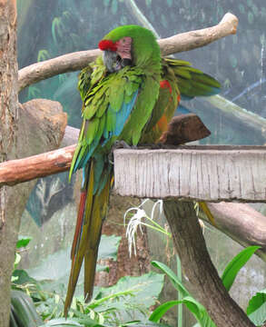 Image of Military Macaw