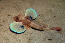 Image of Sapphirine Gurnard