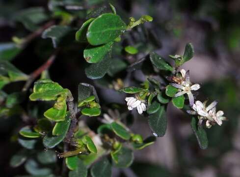 Image de Dodonaea bursariifolia F. Müll.