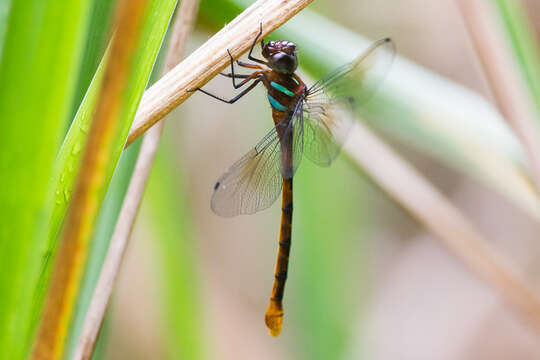 Image of Ochre-tipped Darner