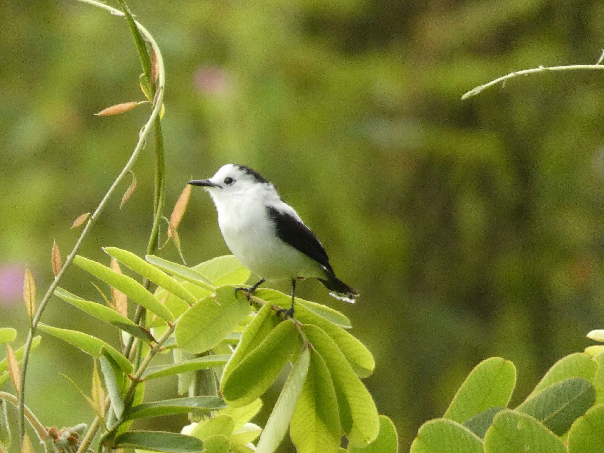 Image of Pied Water Tyrant