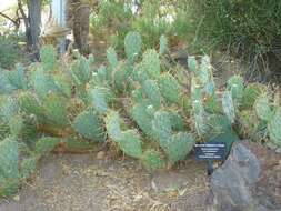 Image of Brownspine Pricklypear