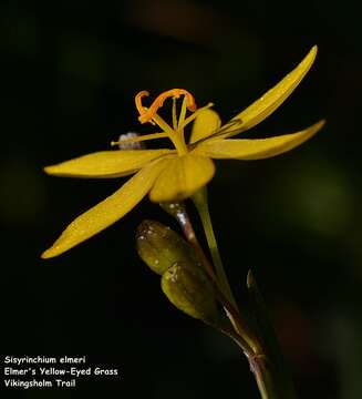 Sisyrinchium elmeri Greene的圖片