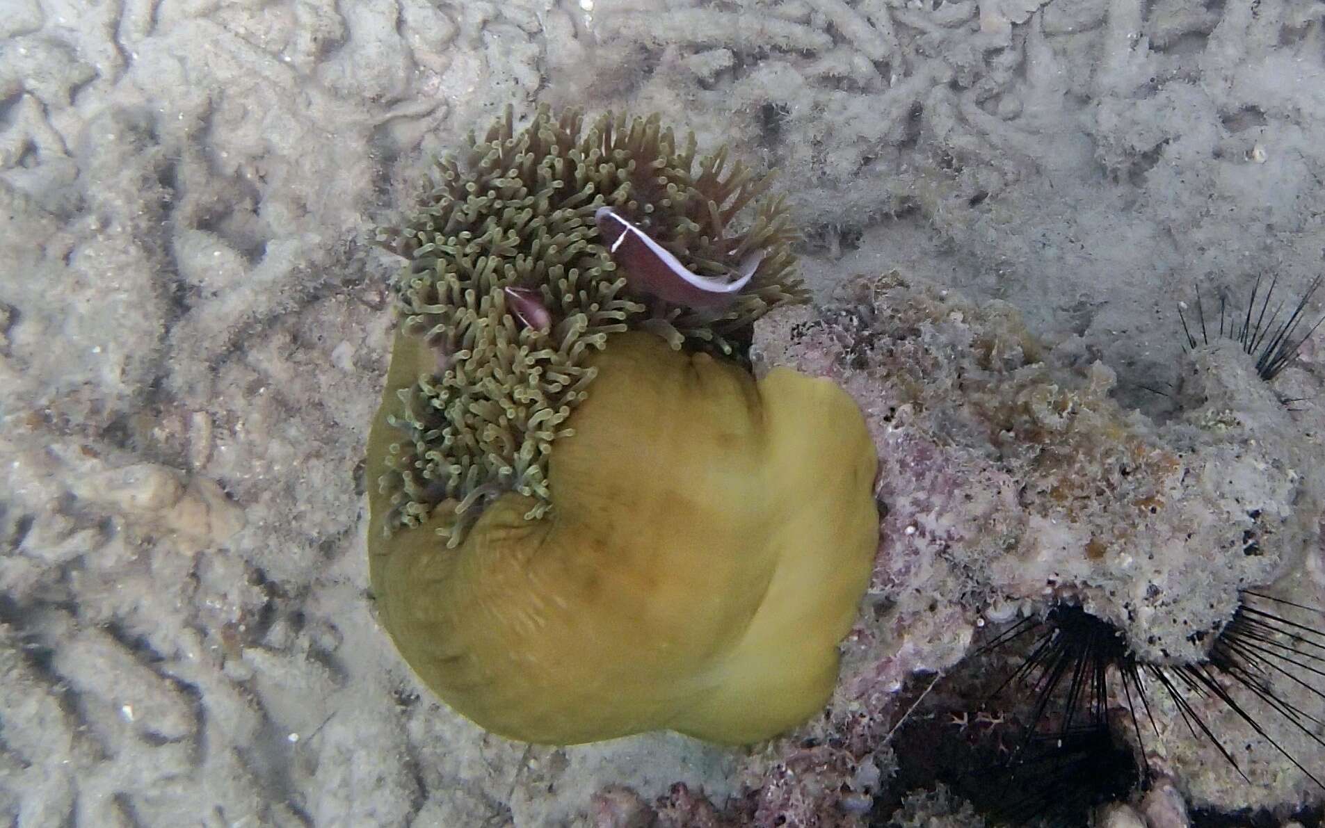 Image of Pink anemonefish