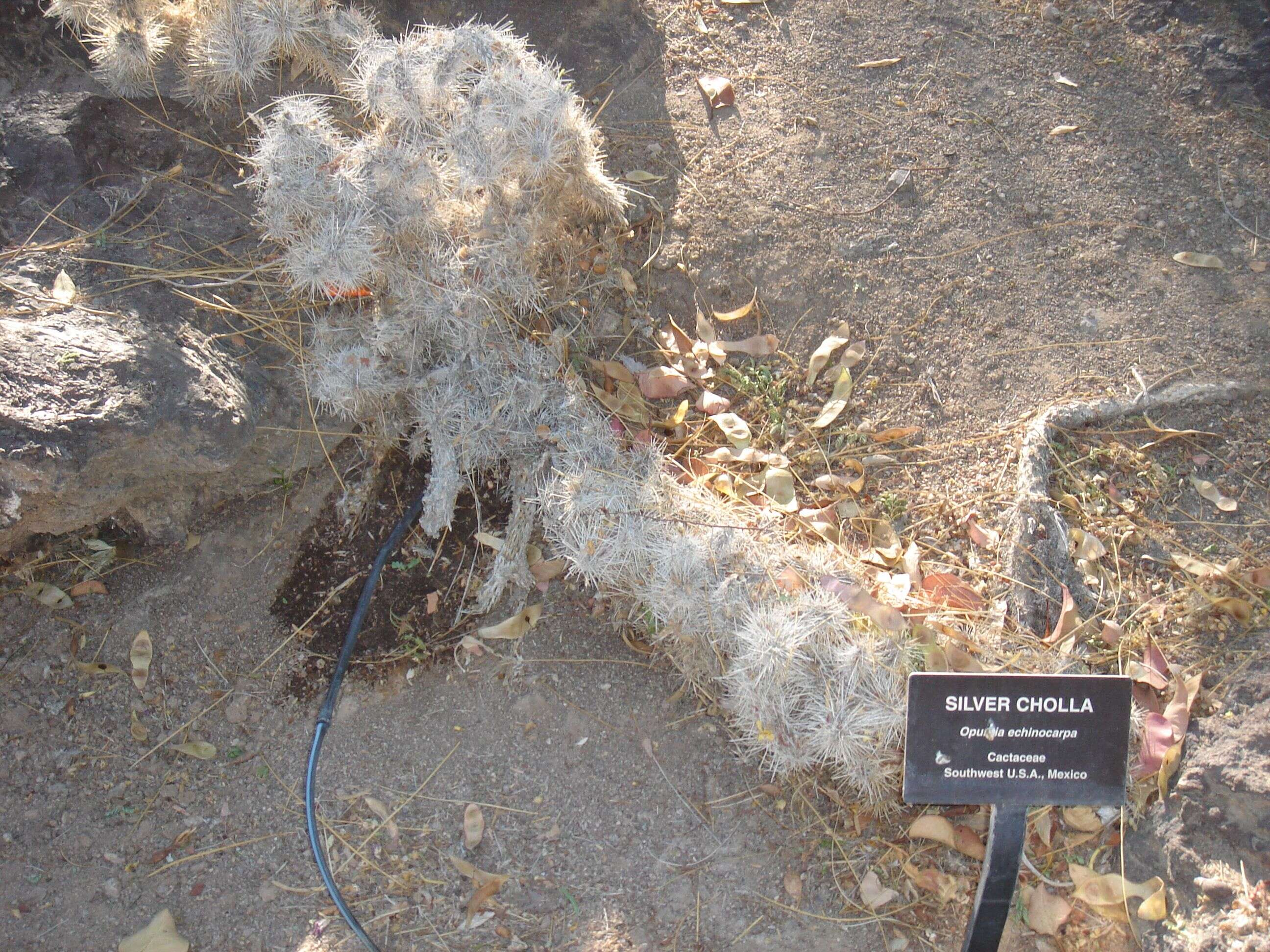 Image of Wiggins' cholla