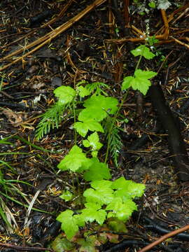 Image of oneleaf foamflower