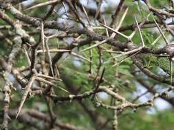 Vachellia grandicornuta (Gerstner) Seigler & Ebinger resmi