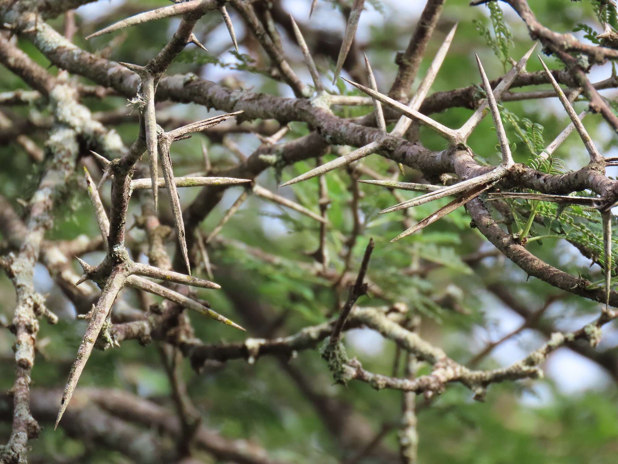 Vachellia grandicornuta (Gerstner) Seigler & Ebinger resmi