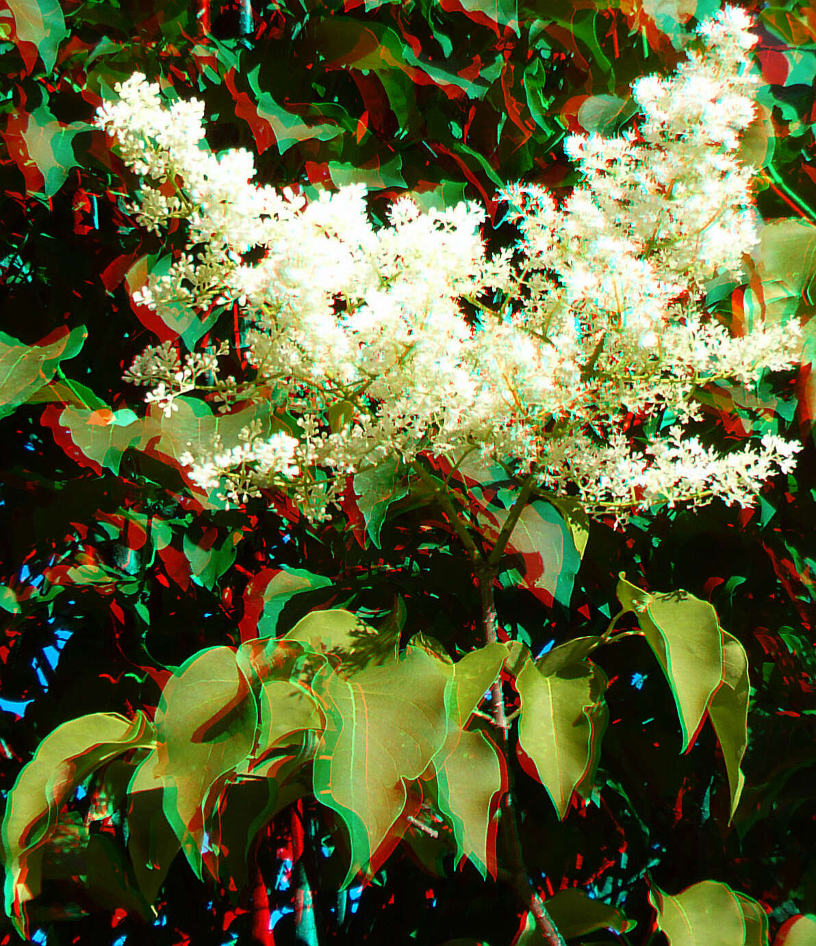 Image of Japanese Tree Lilac