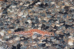 Image of Beaked Gecko