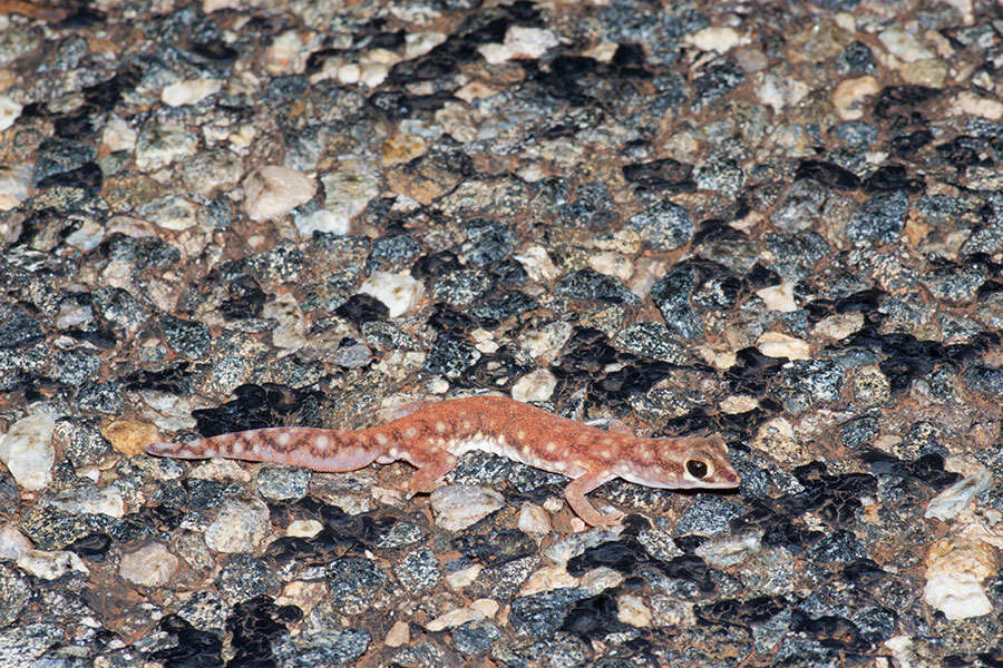 Image of Beaked Gecko