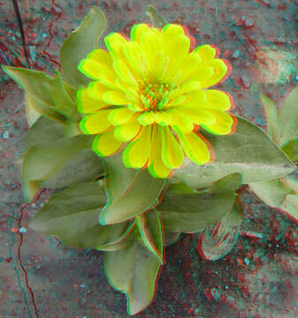 Image of ELEGANT ZINNIA