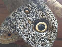 Imagem de <i>Caligo <i>eurilochus</i></i> eurilochus