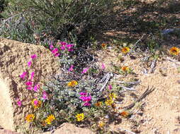 Image of Pelargonium sericifolium J. J. A. Van der Walt