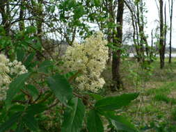 Imagem de Sambucus racemosa L.