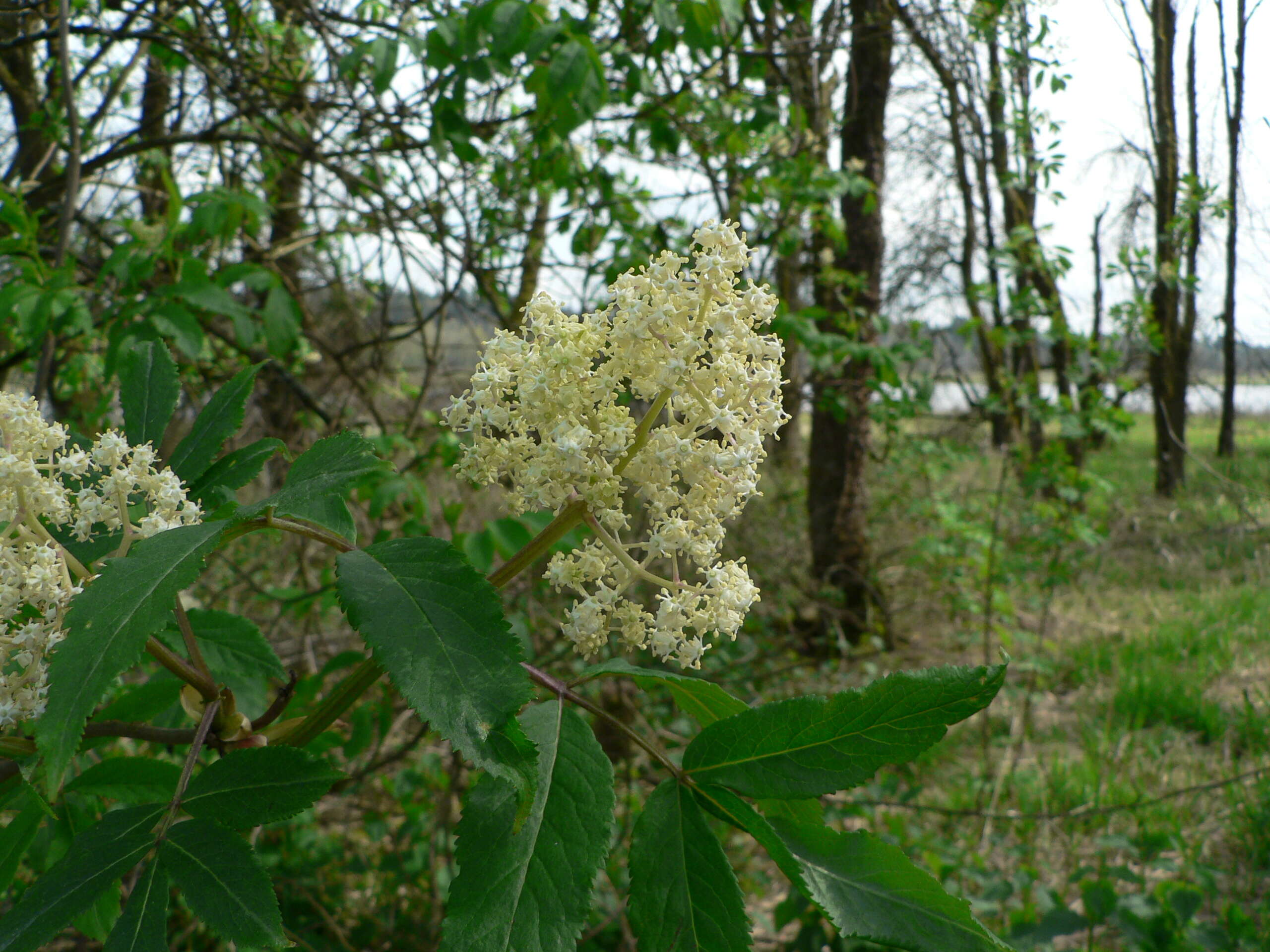 Imagem de Sambucus racemosa L.