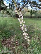 Image of Linaria nivea Boiss. & Reuter