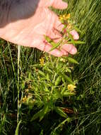 Imagem de Ludwigia leptocarpa (Nutt.) Hara