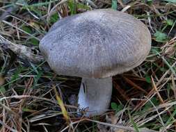 Image of Grey Agaric