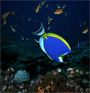 Image of Blue Surgeonfish