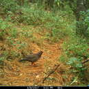 Image of Long-tailed Wood Partridge