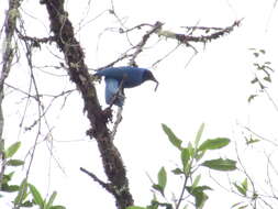 Image of Black-collared Jay