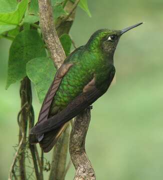 Image of Buff-tailed Coronet