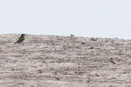 Image of Blue-cheeked Bee-eater