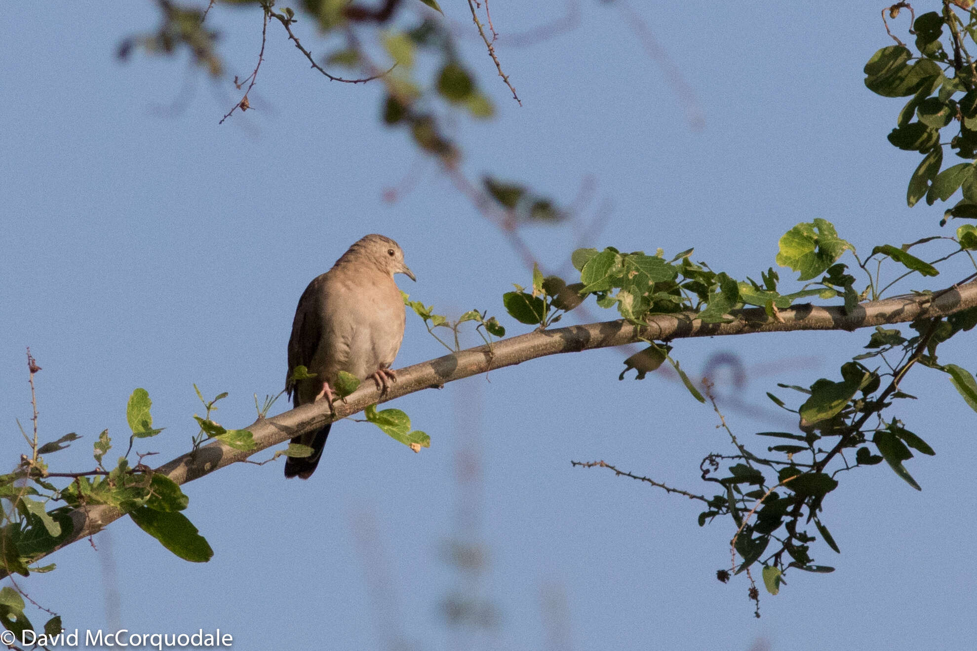Image of Plain-breasted Ground Dove