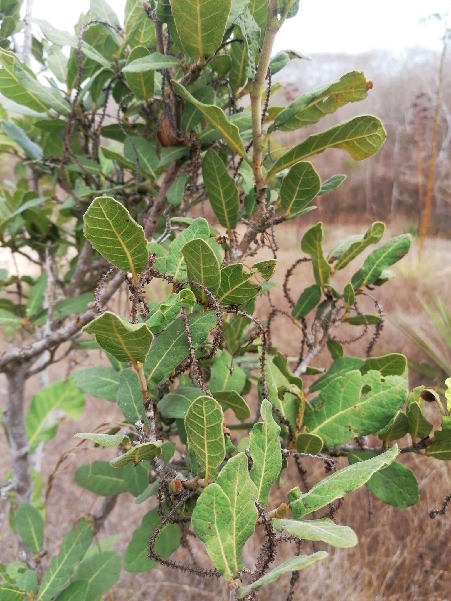 Coccoloba liebmannii Lindau resmi