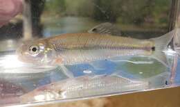 Image of Bullhead Minnow