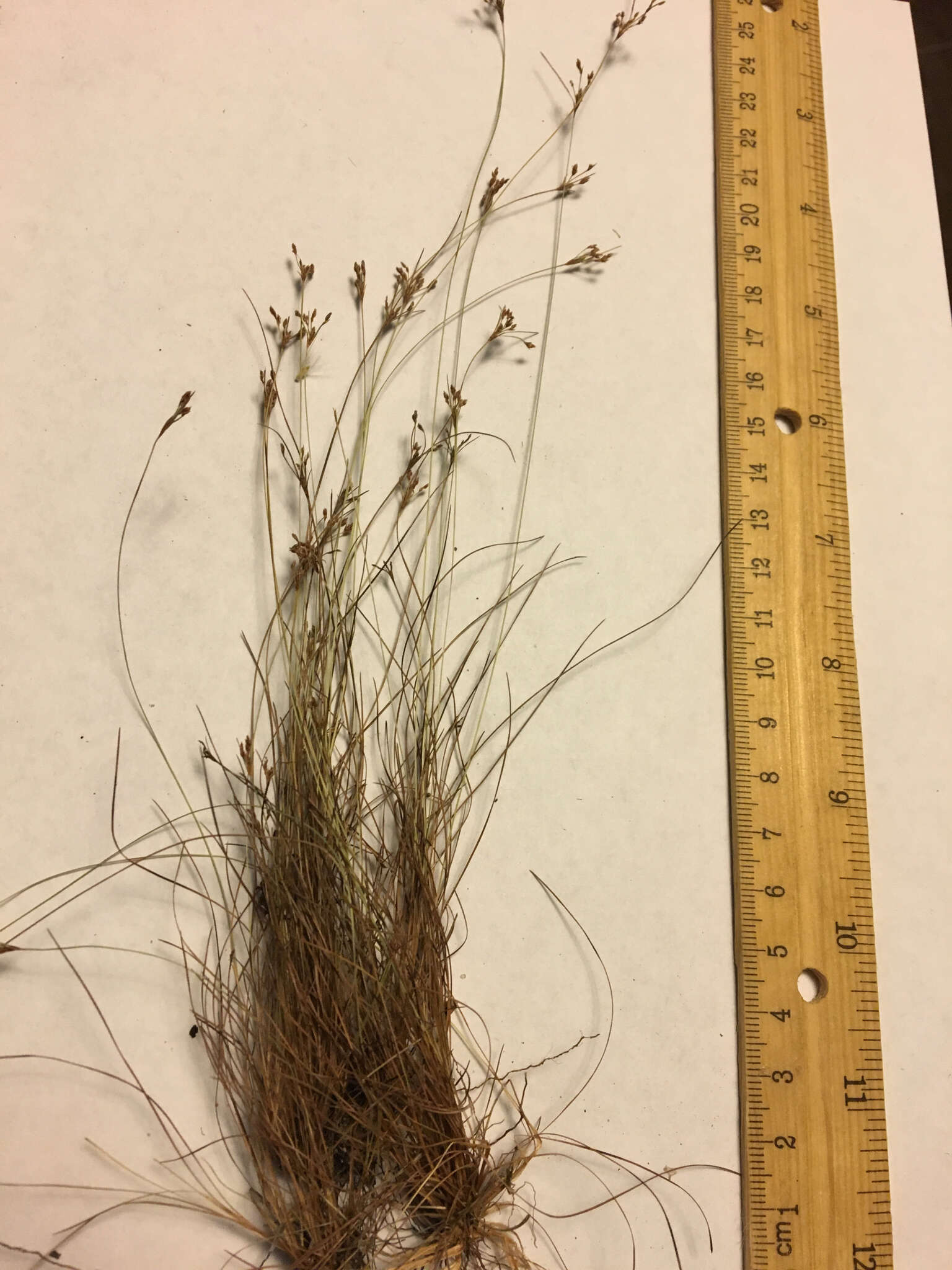 Image of capillary hairsedge