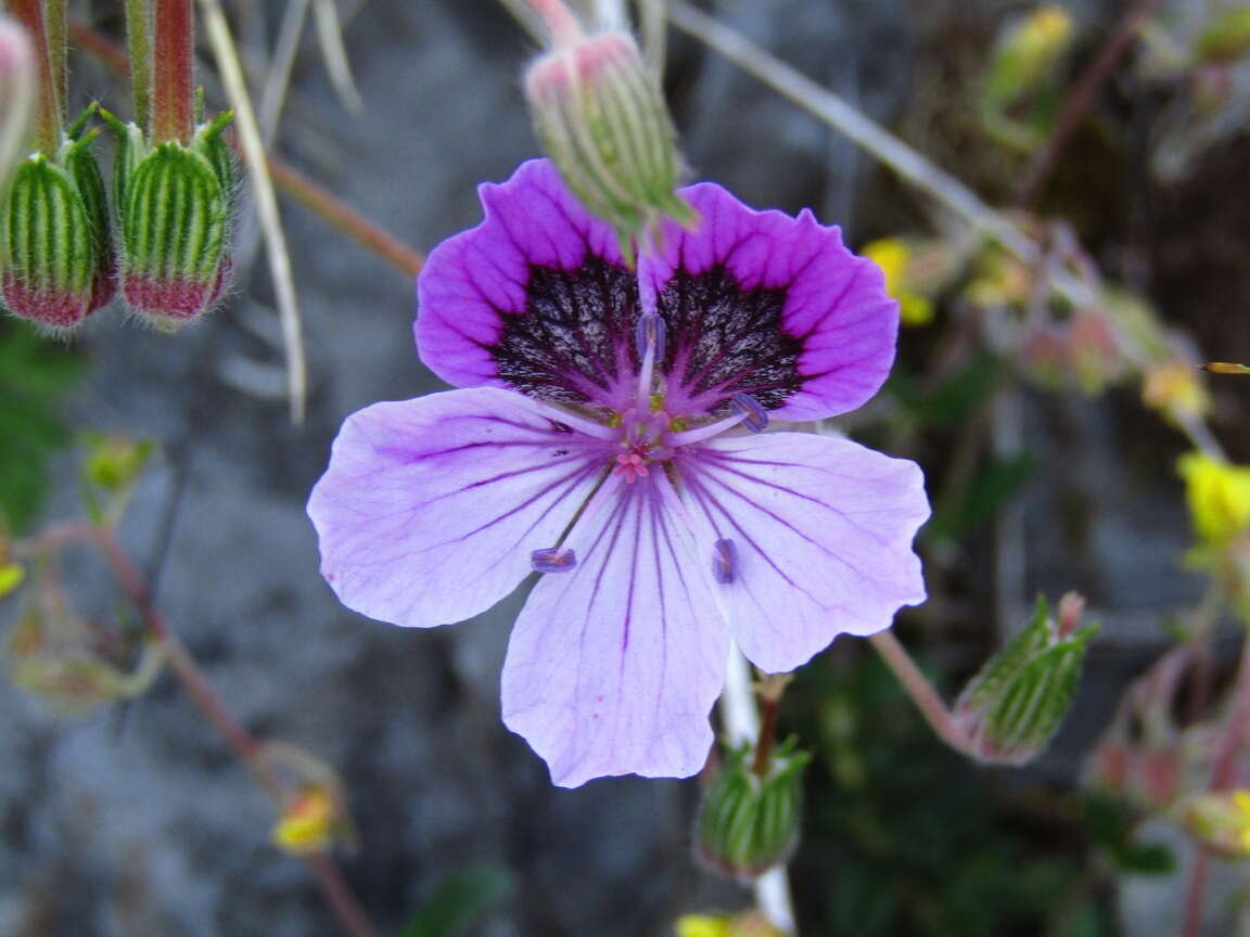 Sivun Erodium glandulosum (Cav.) Willd. kuva